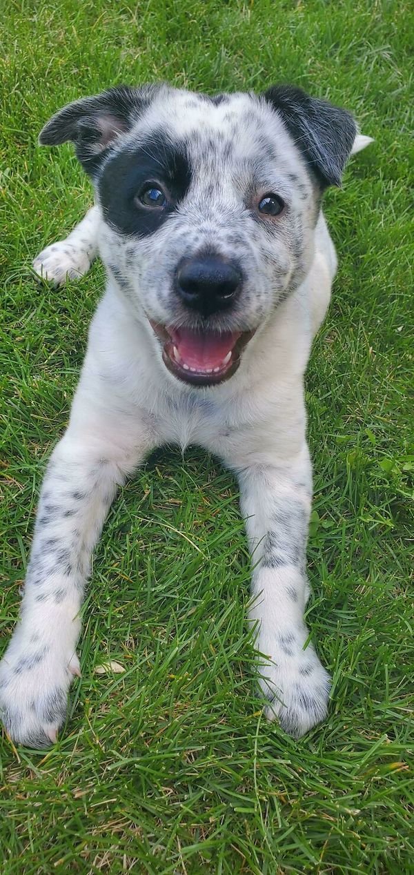 Rescued Pets (28 pics)