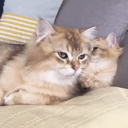 Acid Gifdump, July 29 (25 gifs)