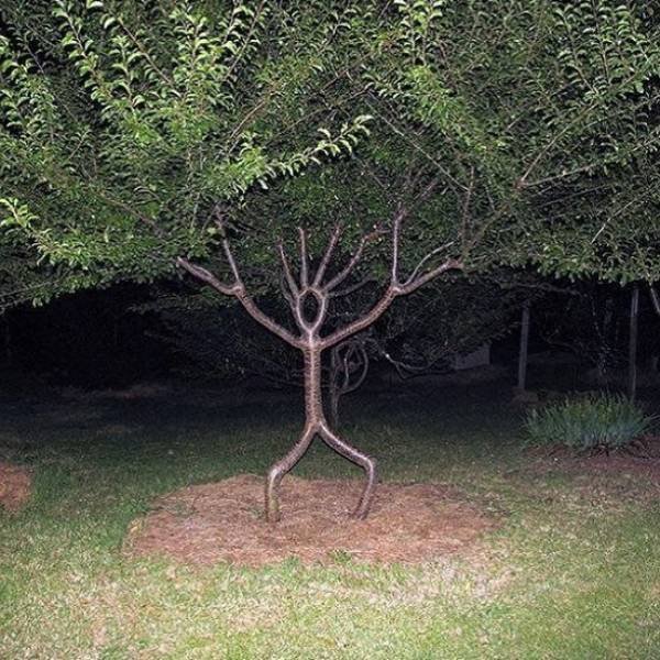 Unusual Gardens (30 pics)