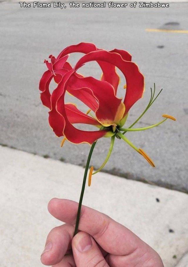 Awesome Things (43 pics)