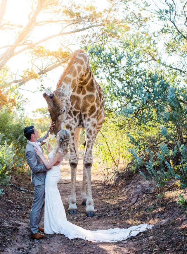 Funny Wedding Photos (39 pics)