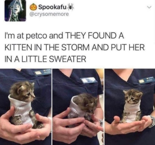 Cats Memes And Pictures (30 pics)