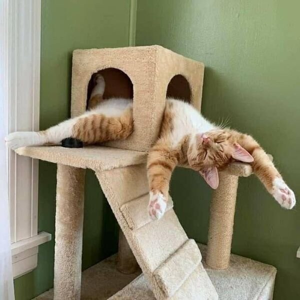 Cats Memes And Pictures (30 pics)