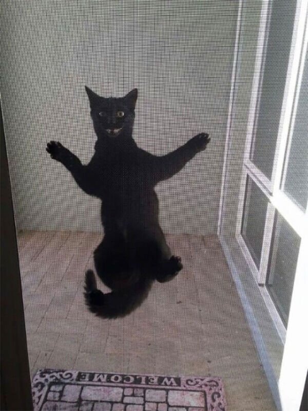 Cats Memes And Pictures (30 pics)