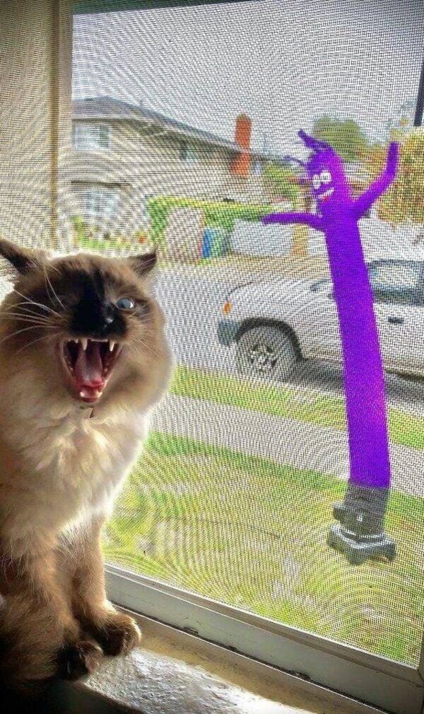 Cats Memes And Pictures (30 pics)