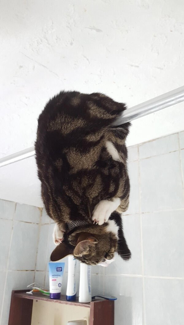 Cats Memes And Pictures (30 pics)