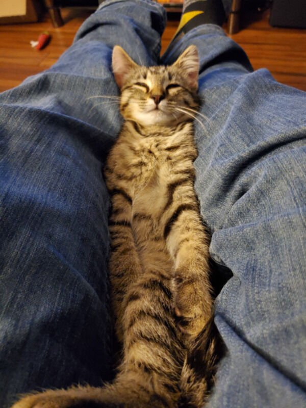 Cats Memes And Pictures (30 pics)