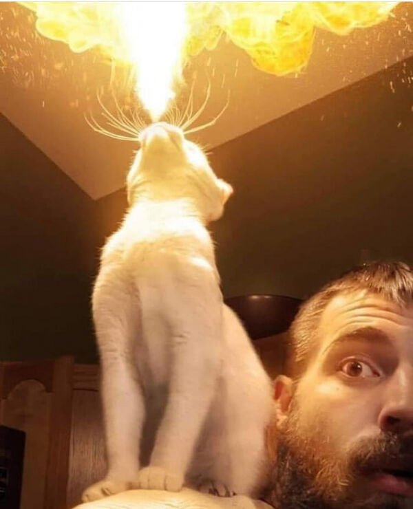 Cats Memes And Pictures (30 pics)