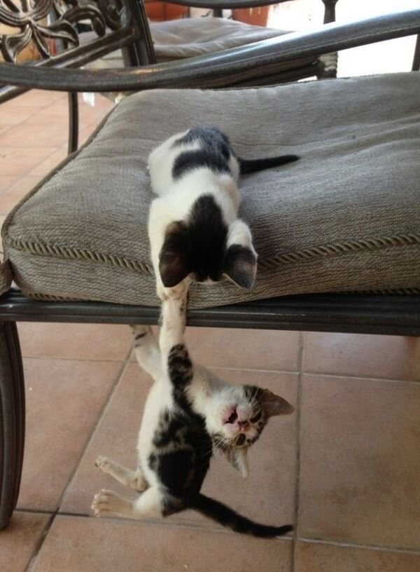 Cats Memes And Pictures (30 pics)