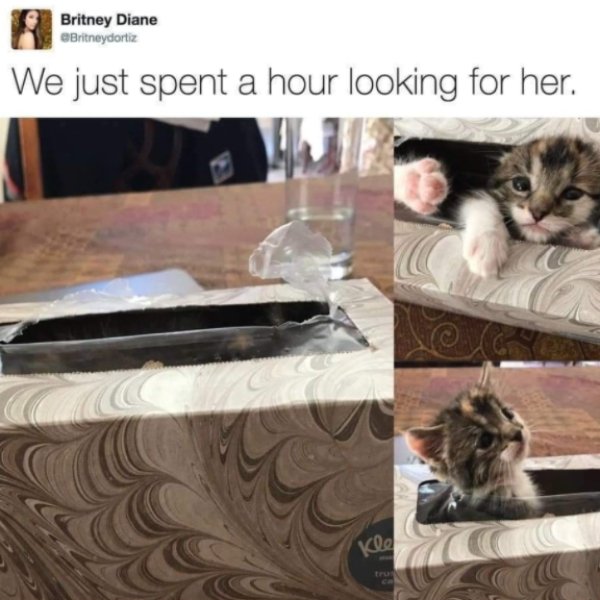 Cats Memes And Pictures (30 pics)