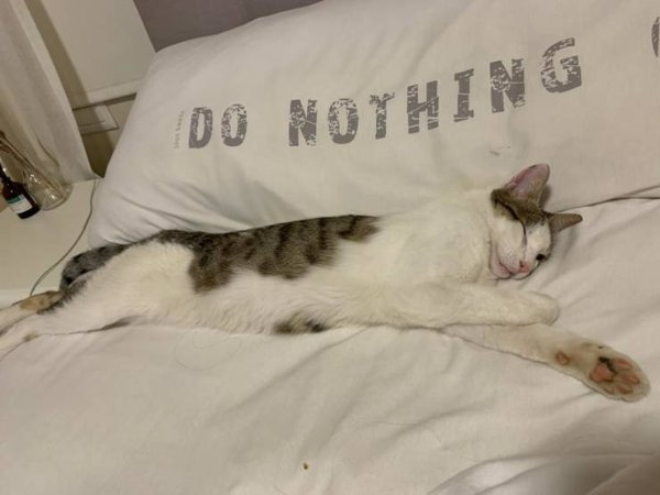 Cats Memes And Pictures (30 pics)