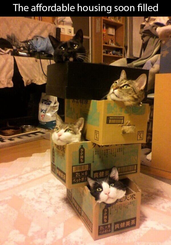 Cats Memes And Pictures (30 pics)