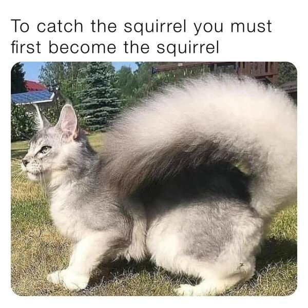 Cats Memes And Pictures (30 pics)