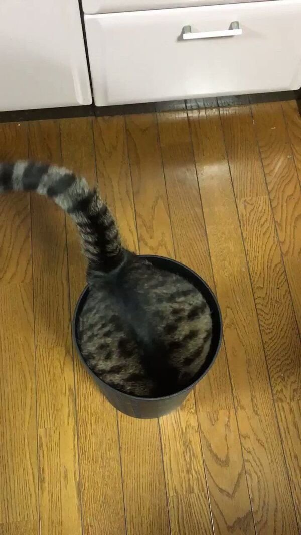 Cats Memes And Pictures (30 pics)