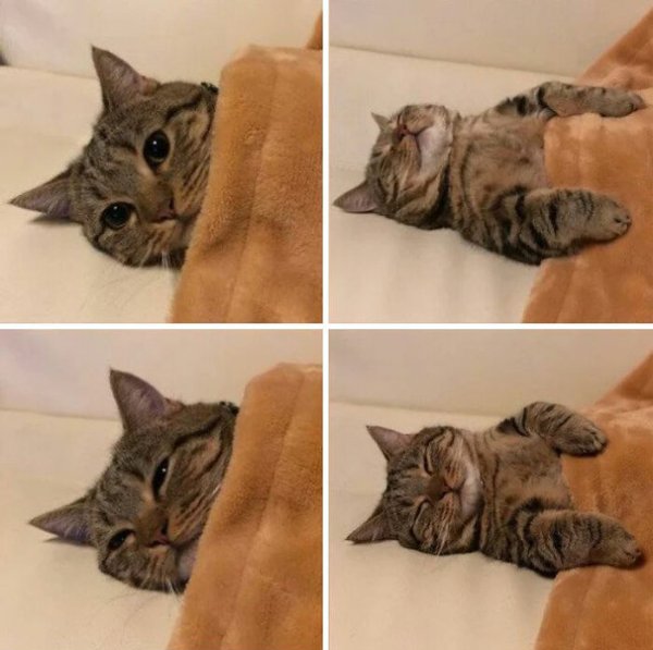 Cats Memes And Pictures (30 pics)