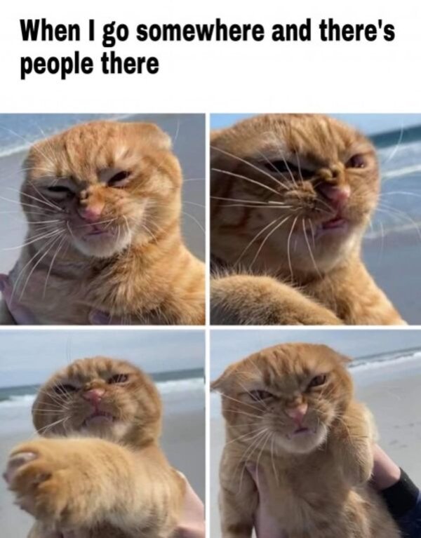 Cats Memes And Pictures (30 pics)