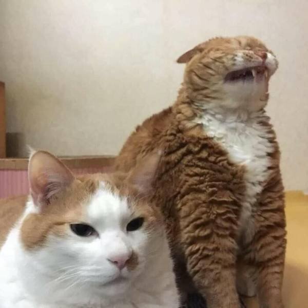 Hilarious Cats (50 pics)