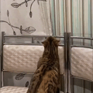 Acid Gifdump, August 2 (25 gifs)