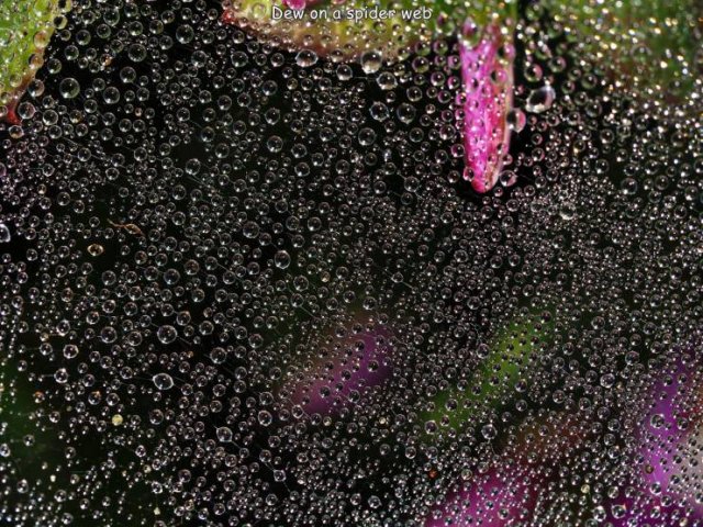 Acid Picdump 1 (75 pics)