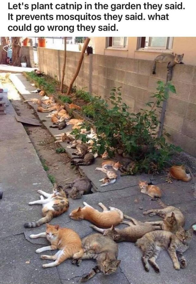 Acid Picdump 1 (75 pics)