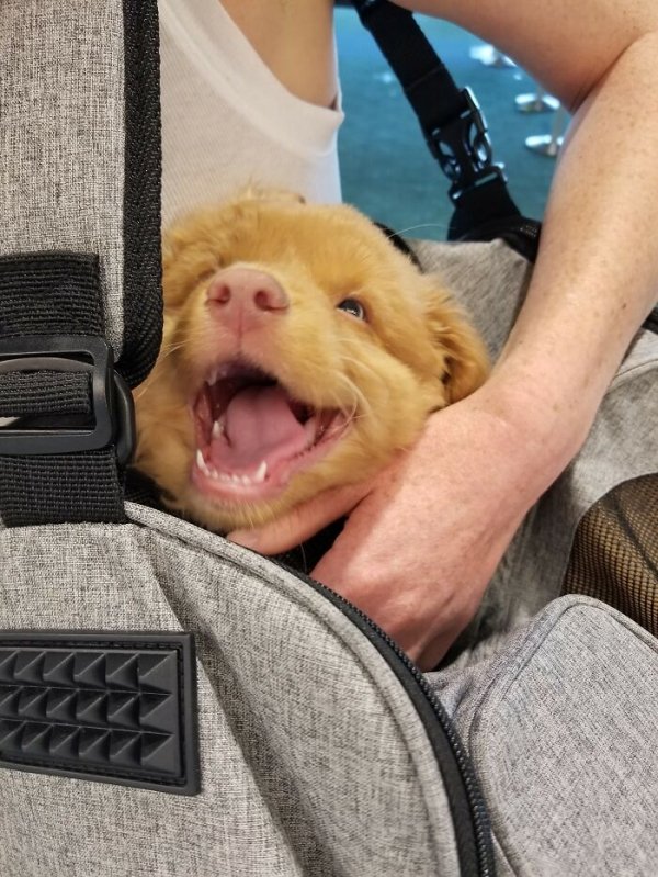 Cute Dogs (31 pics)