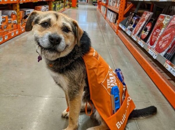 Cute Dogs (31 pics)