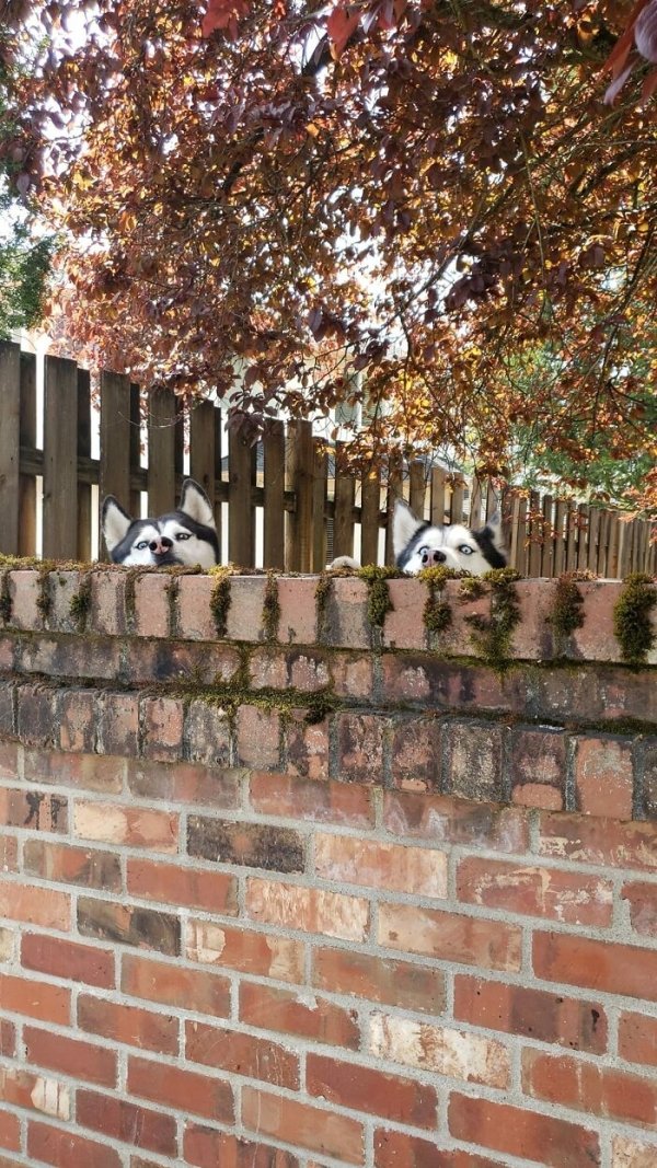 Cute Dogs (31 pics)