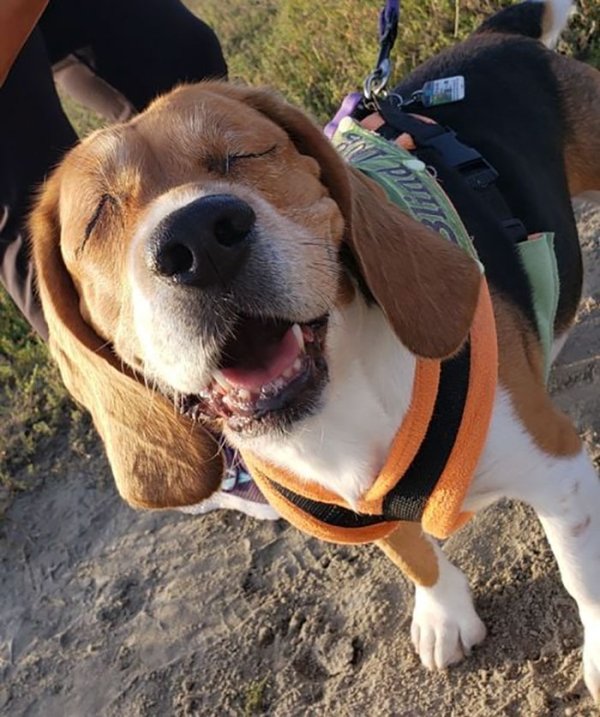Cute Dogs (31 pics)