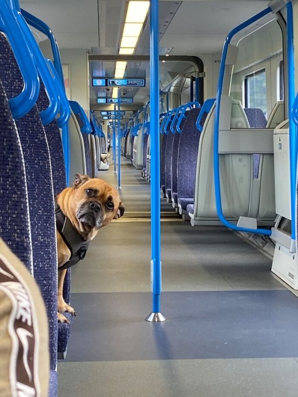 Cute Dogs (31 pics)