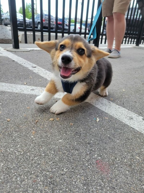Cute Dogs (31 pics)