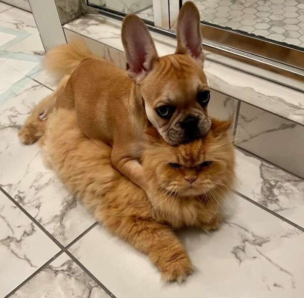 Cute Dogs (31 pics)