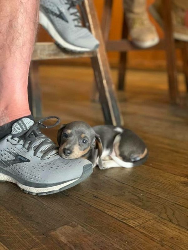 Cute Dogs (31 pics)