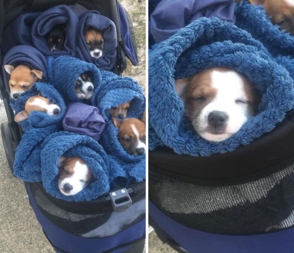 Cute Dogs (31 pics)