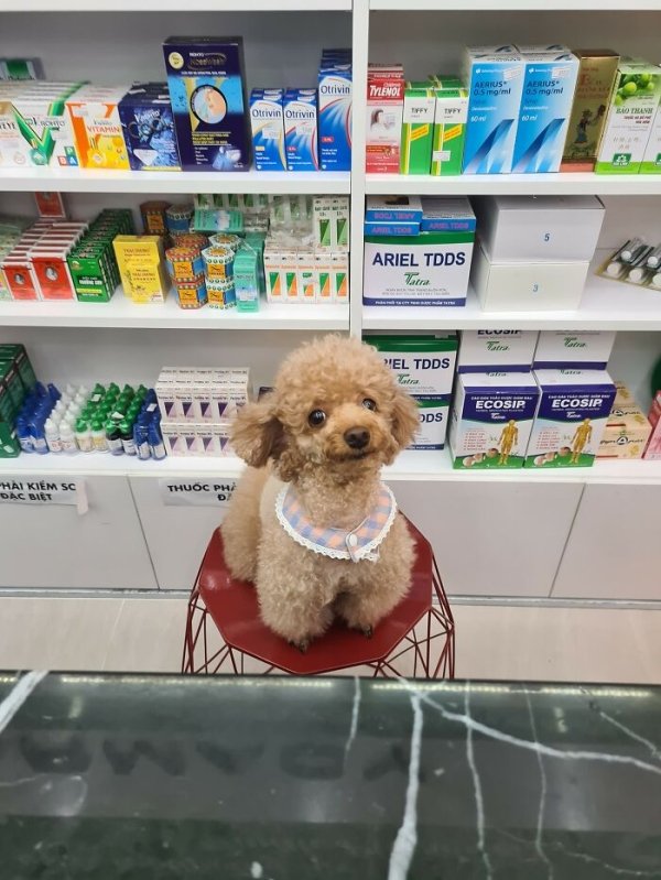 Cute Dogs (31 pics)