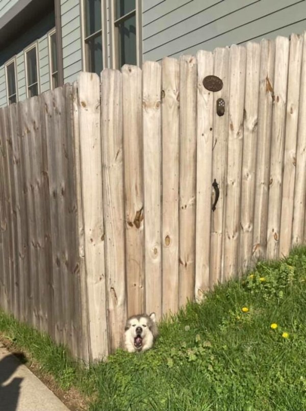 Cute Dogs (31 pics)