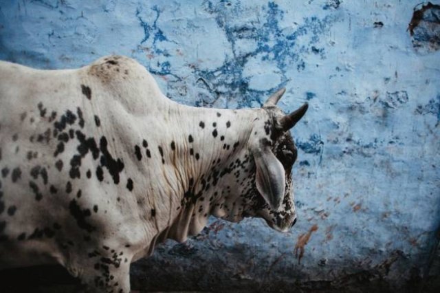 Indian Life By Anastasiya Dubrovina (33 pics)