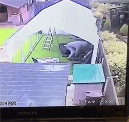 Acid Gifdump, August 4 (25 gifs)