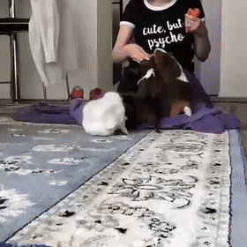 Acid Gifdump, August 4 (25 gifs)