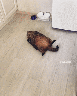 Acid Gifdump, August 4 (25 gifs)
