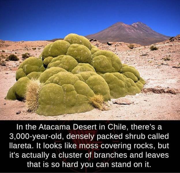 Acid Picdump 1 (75 pics)