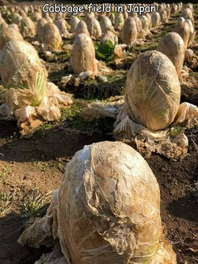 Acid Picdump 1 (75 pics)