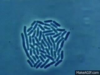 Probable Humanity Extinction Reasons (19 pics)