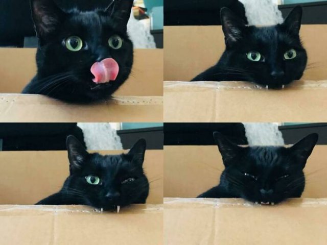 Hilarious Cats (37 pics)