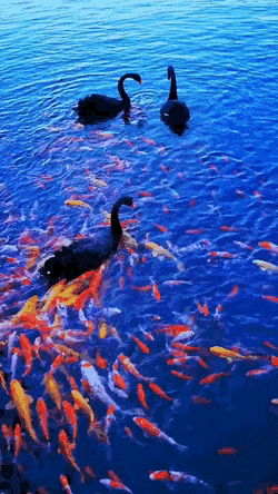 Acid Gifdump, August 5 (25 gifs)