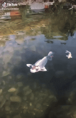 Acid Gifdump, August 5 (25 gifs)