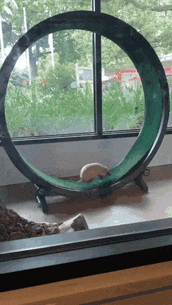Acid Gifdump, August 5 (25 gifs)