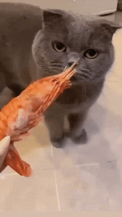 Acid Gifdump, August 5 (25 gifs)