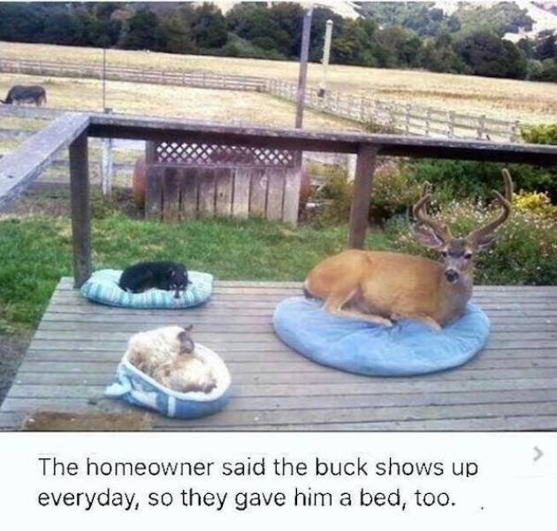 Wholesome Stories (44 pics)
