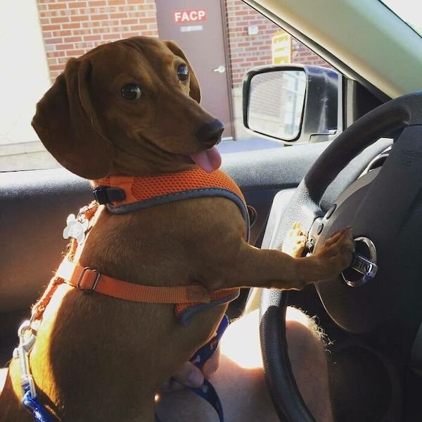 These Dogs Are Broken (32 pics)