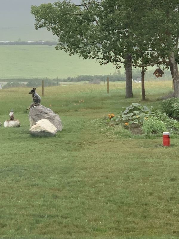 These Dogs Are Broken (32 pics)